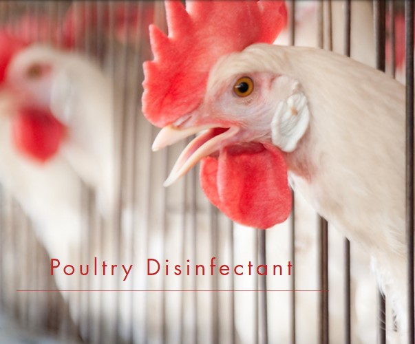 Que tipo de desinfetante em Poultry Farm é melhor?