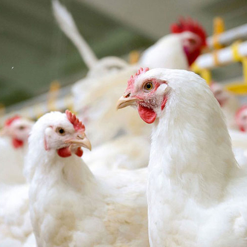 Como fazer desinfecção da avicultura no verão? O que são os desinfetantes comuns?
